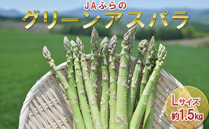 【2024年4月上旬より発送】北海道 富良野市産 グリーン アスパラ Lサイズ 約1.5kg 秀品 150g×10束 (JAふらの) 野菜 新鮮 直送 朝採り アスパラガス 道産 北海道 ふらの 