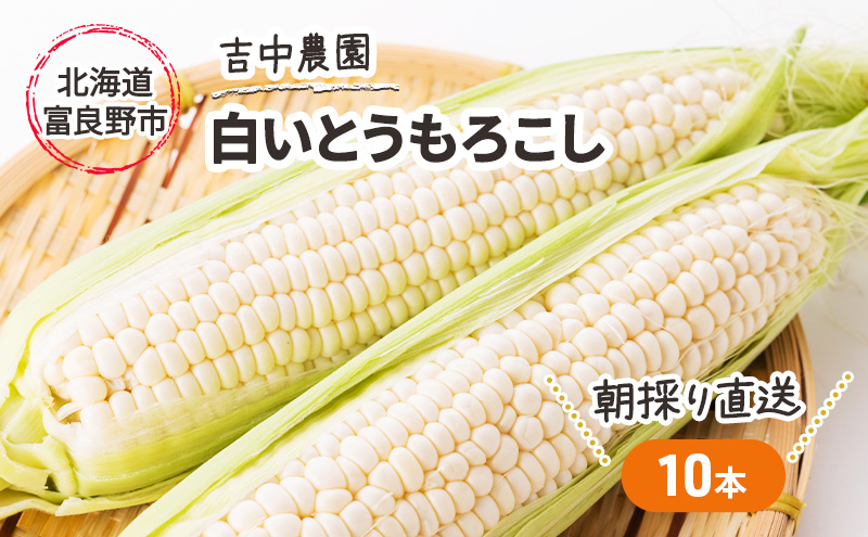 2024年7月～発送】北海道 富良野産 朝穫り 白い とうもろこし 10本入り