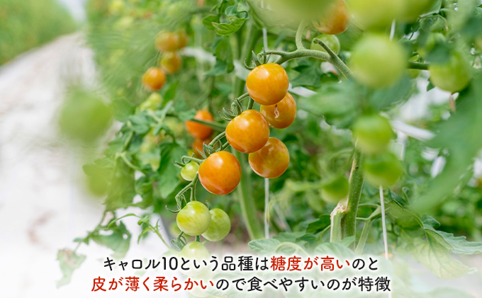 ミニトマト 10kg キャロル10 【糖度9以上】北海道産 農家直送 - 野菜