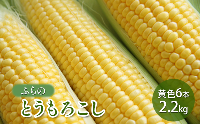 【2025年夏発送】ふらの とうもろこし 黄色 6本 2.2kg 北海道 富良野市 野菜 コーン とうきび イエロー 新鮮 直送 道産 ふらの 送料無料 数量限定 先着順