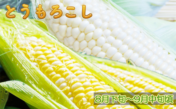 ニセコファーム】定期便 新鮮 野菜便り 北海道 倶知安町 新鮮 採れたて