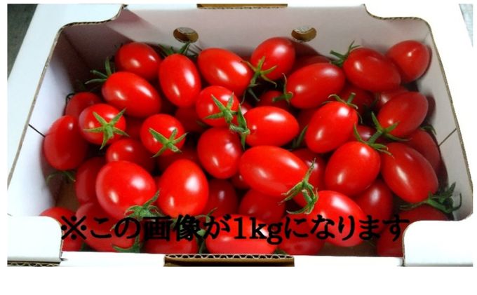 北海道仁木町産ミニトマト【アイコ】1kg×10箱｜ふるラボ