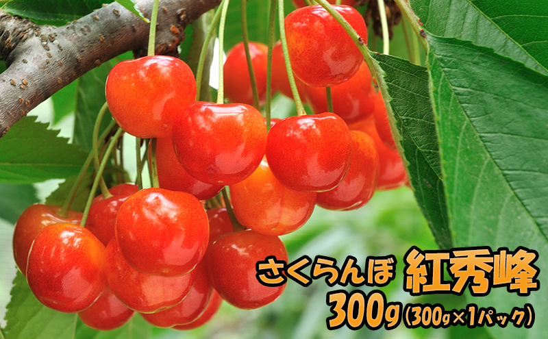 [先行受付] 北海道 仁木町産 JA新おたる さくらんぼ 紅秀峰 300g（300g×1パック） 果物類 フルーツ チェリー