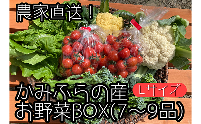 2023年8月から発送】農家直送！ミニトマト500g入り！朝採れ新鮮夏野菜