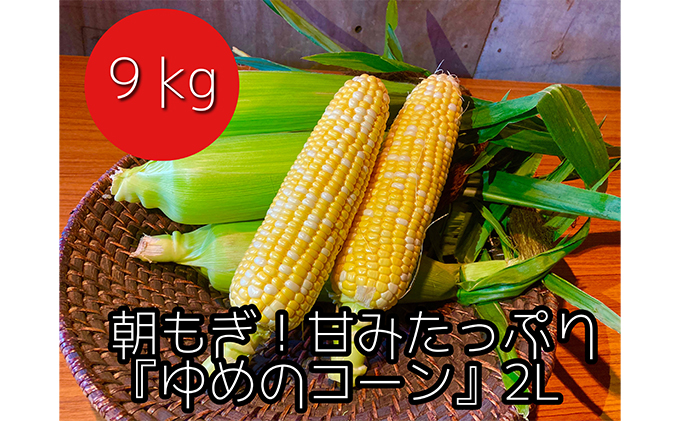 25 8月初旬発送【B品5kg】農家直送