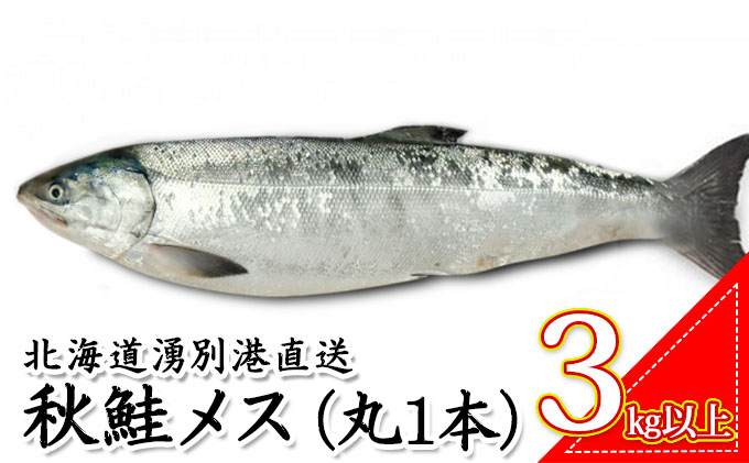 ≪先行予約9月から配送≫北海道湧別港直送　秋鮭メス3kg以上（丸1本）納期指定不可