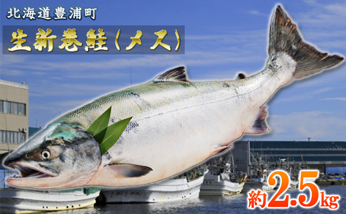 北海道 豊浦 噴火湾 水揚げ 生新巻鮭 秋鮭 メス 約2.5kg｜ふるラボ