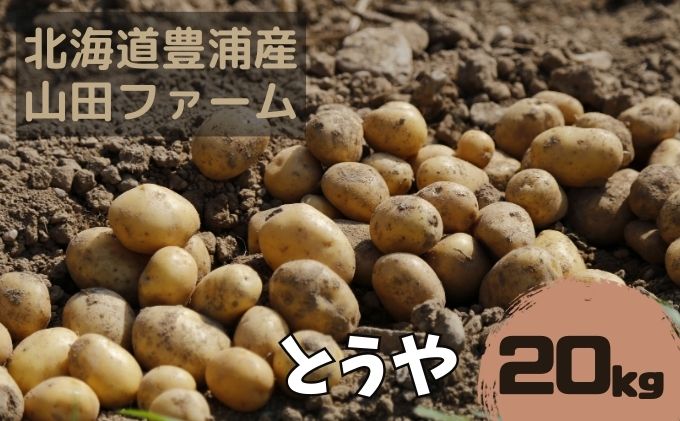 北海道 豊浦産 じゃがいも とうや 20kg M-Lサイズ 農園直送 産直