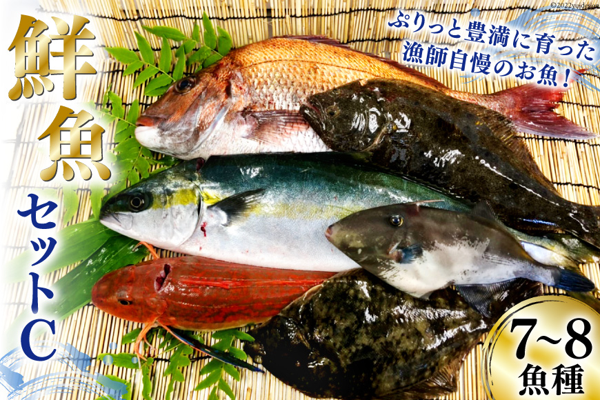 漁師さんの鮮魚セットC 7～8魚種《5月後半～1月前半お届け》 期間限定 産地直送 旬 魚介 魚 さかな 詰め合わせ / FishMarket38 /  宮城県 気仙沼市｜ふるラボ