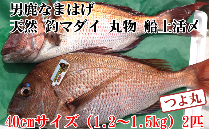 数量・期間限定）男鹿なまはげ 天然 釣マダイ 船上活〆 大サイズ 約