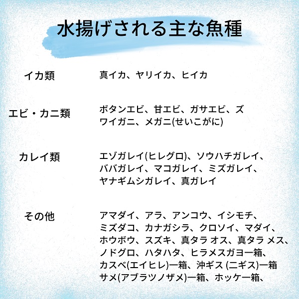 えっこ船長にお任せ！獲れたて鮮魚セット 3～5種類 約2kg（鮮魚 詰合せ