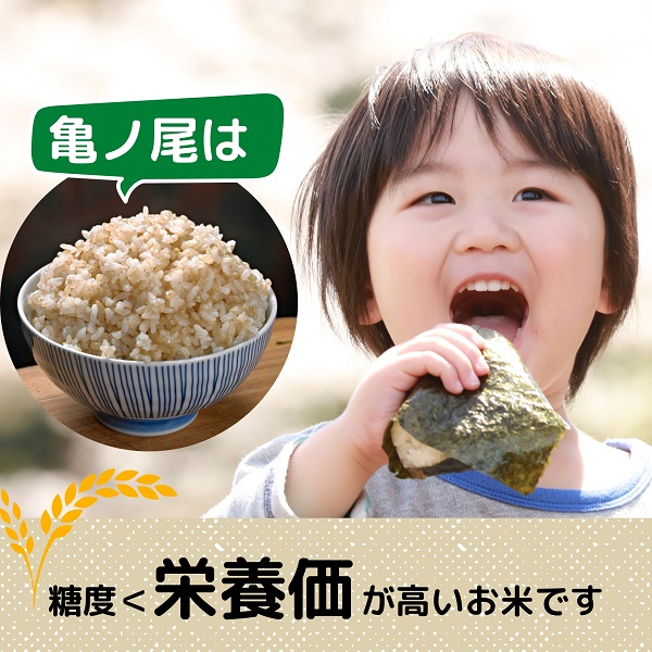 希少品種米】自家採取 農薬不使用の亀ノ尾「郷山のお米」5kg（玄米