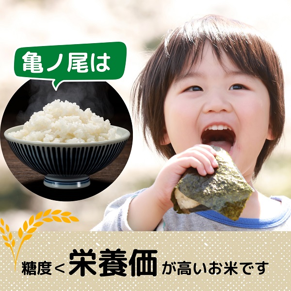 希少品種米】自家採取 農薬不使用の亀ノ尾「郷山のお米」5kg（精米