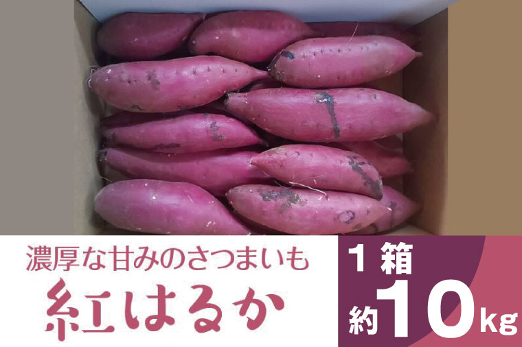 BZ-14　【2024年11月より順次発送】2024年度産 濃厚な甘みのさつまいも 『紅はるか』約10kg
