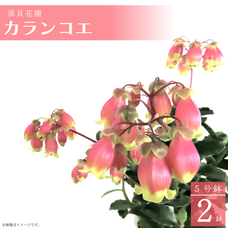 【2025年2月より順次発送】須貝花園　カランコエ 2鉢(5号鉢)｜花 お花 季節の花 カランコエ 鉢 鉢植え 茨城県 行方市(C-15)