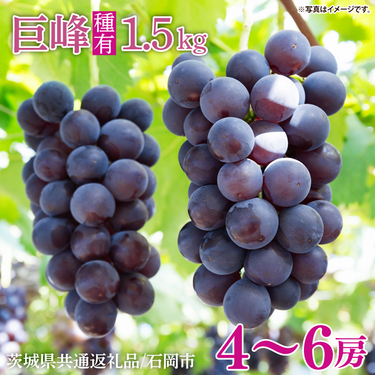 【2025年8月中旬より順次発送】★数量限定★種あり巨峰 約1.5kg(4～6房)【茨城県共通返礼品/石岡市】｜ぶどう 葡萄 果物 くだもの フルーツ 巨峰 石岡市 茨城県 行方市 人気 数量限定 送料無料(HL-1)