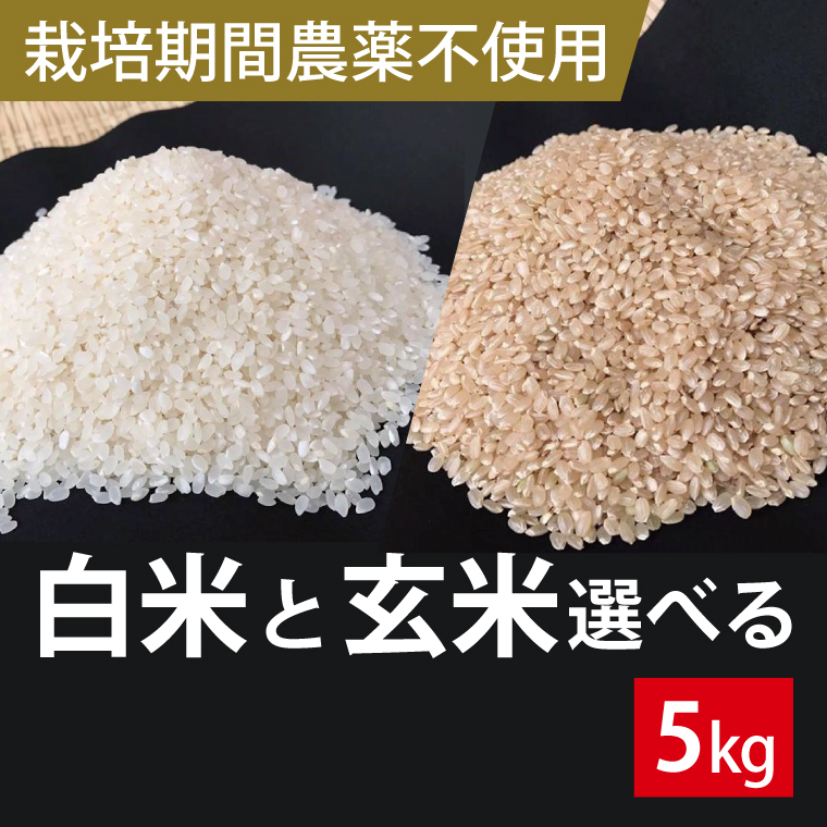 BI-59【栽培期間農薬不使用】茨城県産 こしひかり 5kg白米または玄米