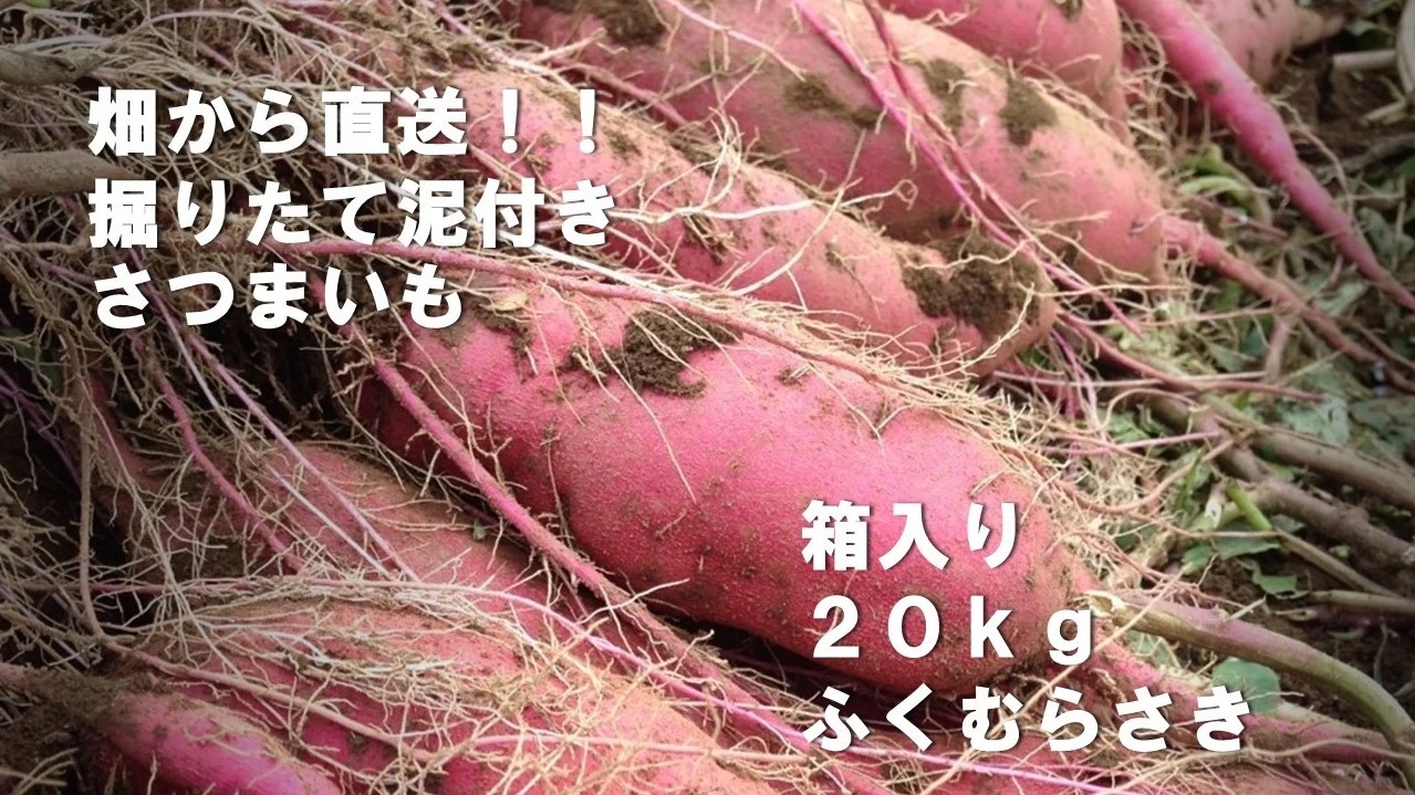 売れ筋がひ新作 鹿児島県産 さつまいも小さいふくむらさき 紫芋 10kg