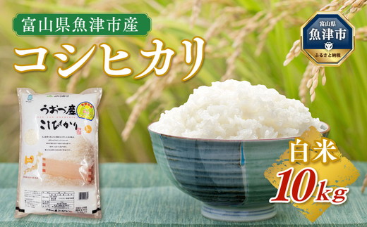 【令和6年度米】富山県 魚津市産米「コシヒカリ」10kg｜こしひかり 新米 こめ コメ お米 おこめ 白米 精米 雪解け水 香り うまみ あまみ 美味しい 自慢 高品質 富山 魚津 ※北海道・沖縄・離島への配送不可