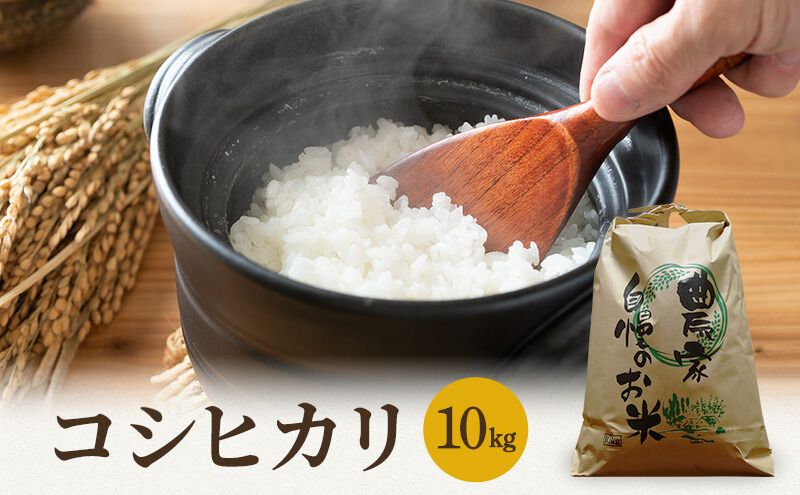 米 令和6年産 コシヒカリ 10kg 白米 精米 こめ コメ 一等米 特A 特a米 新米 こしひかり 山心ファーム 福井 福井県 若狭町