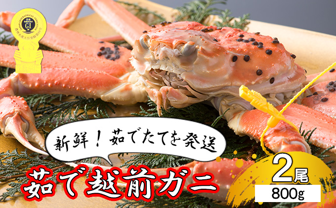 茹で越前ガニ【期間限定】食通もうなる本場の味をぜひ、ご堪能ください。約800g 2尾セット 越前がに 越前かに 越前カニ カニ ボイルガニ｜ふるラボ