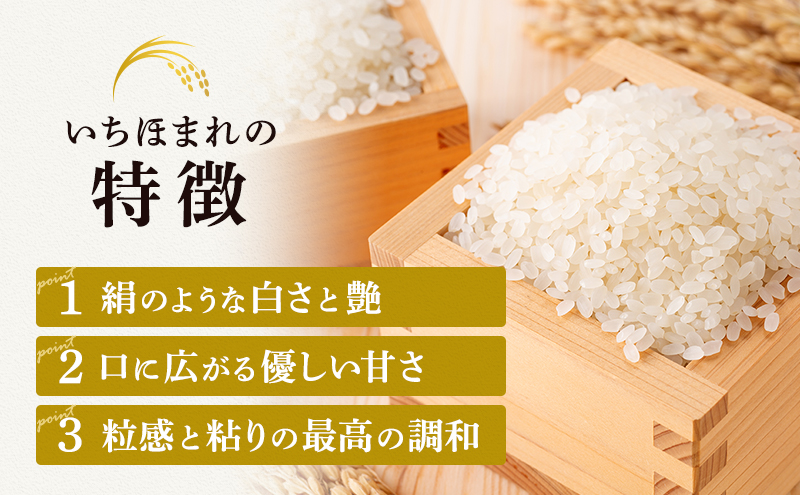 無洗米 令和５年産 いちほまれ 10kg 福井 高級ブランド米 お米 おこめ