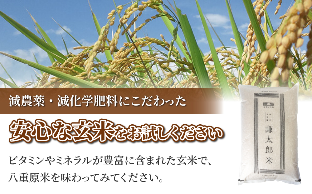 太陽と大地】八重原産特別栽培米（減農薬・減化学肥料栽培）コシヒカリ