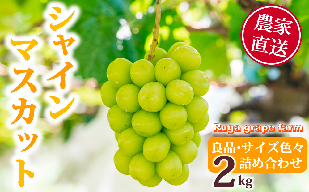 【先行受付2025年発送】シャインマスカット2kg 良品サイズ色々詰め合わせ｜Ruga grape farm※2025年9月中旬~10月初旬頃発送予定