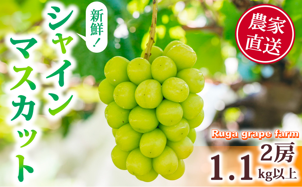 【先行受付2025年発送】シャインマスカット2房（1.1kg以上）｜Ruga grape farm※2025年9月中旬~10月初旬頃発送予定