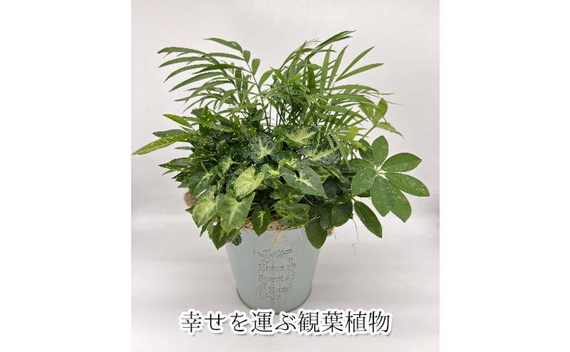 幸せを運ぶ観葉植物のおまかせ寄せ植え（４～５品種）｜ふるラボ