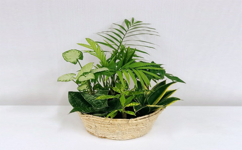 幸せを運ぶ観葉植物のおまかせ寄せ植え（４～５品種）｜ふるラボ