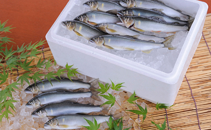 塩焼用　活〆冷凍あゆ 約1kg
