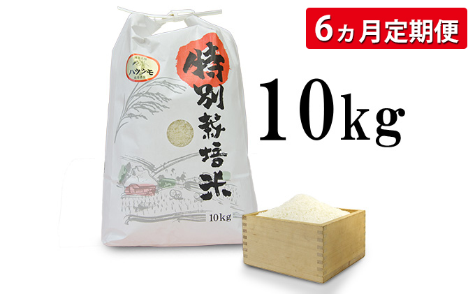 6カ月定期便】安八町産 ハツシモ（ぎふクリーン米）10kg 令和3年産