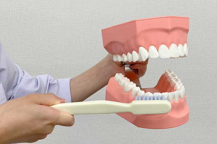 顎模型 歯科模型 | www.jupitersp.com.br