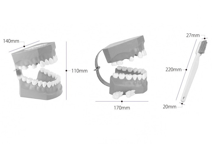 歯の模型 歯磨き指導用 大型モデル（永久歯列 歯ブラシ付）《歯 模型 歯列模型 歯模型 顎模型 2倍大》 ※着日指定不可｜ふるラボ