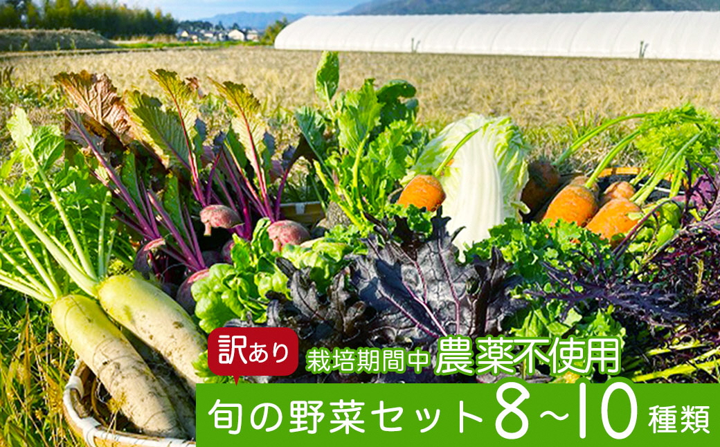 定番 ズッキーニ 野菜 農薬不使用 農家直送 訳あり aob.adv.br