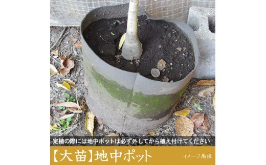 すだ農園＞2年生 苗木 ◇ クワ(桑)一之瀬[地中ポット苗 2022年]※2023年