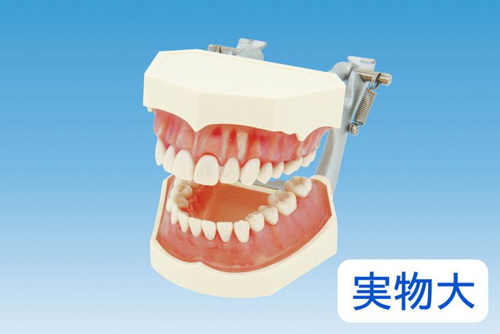 一番人気物 特大歯磨き指導模型 160×220×140mm Erler-Zimmer aso 7-742-01 医療 研究用機器 