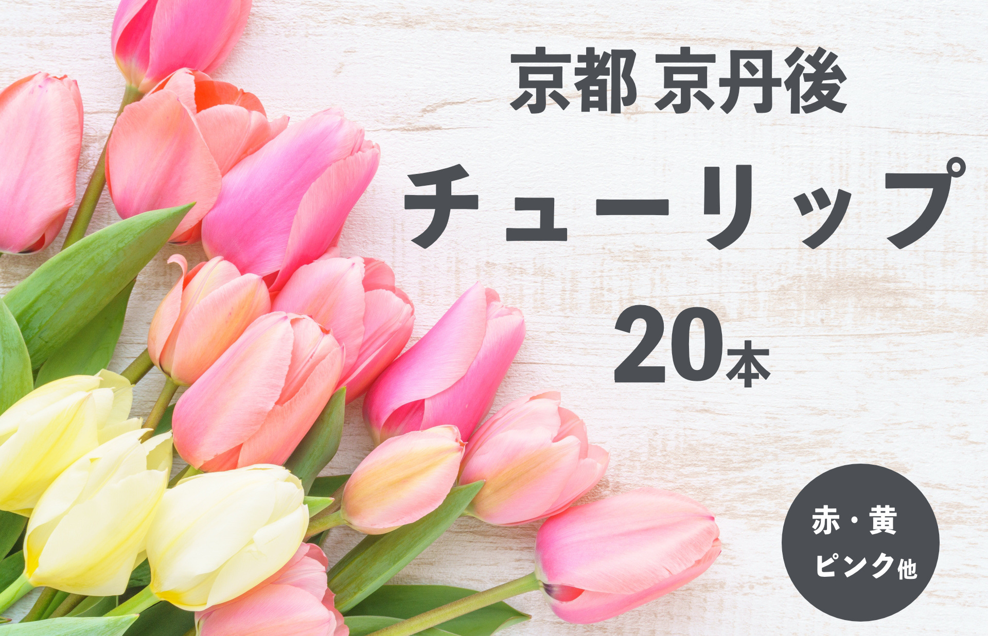 京丹後チューリップ 色お任せ20本