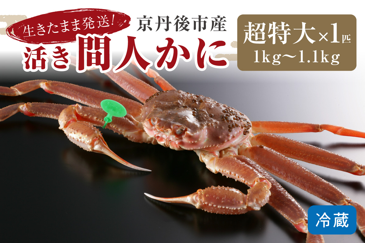 【1〜3月発送】最高鮮度の生きたまま発送！京丹後市産活間人かに　1kg〜1.1kg超特大サイズ/北畿水産