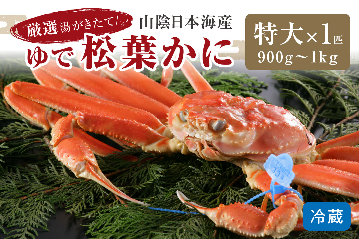 【12月発送】厳選湯がきたて！山陰日本海産ゆで松葉かに　900g〜1kg特大サイズ/北畿水産