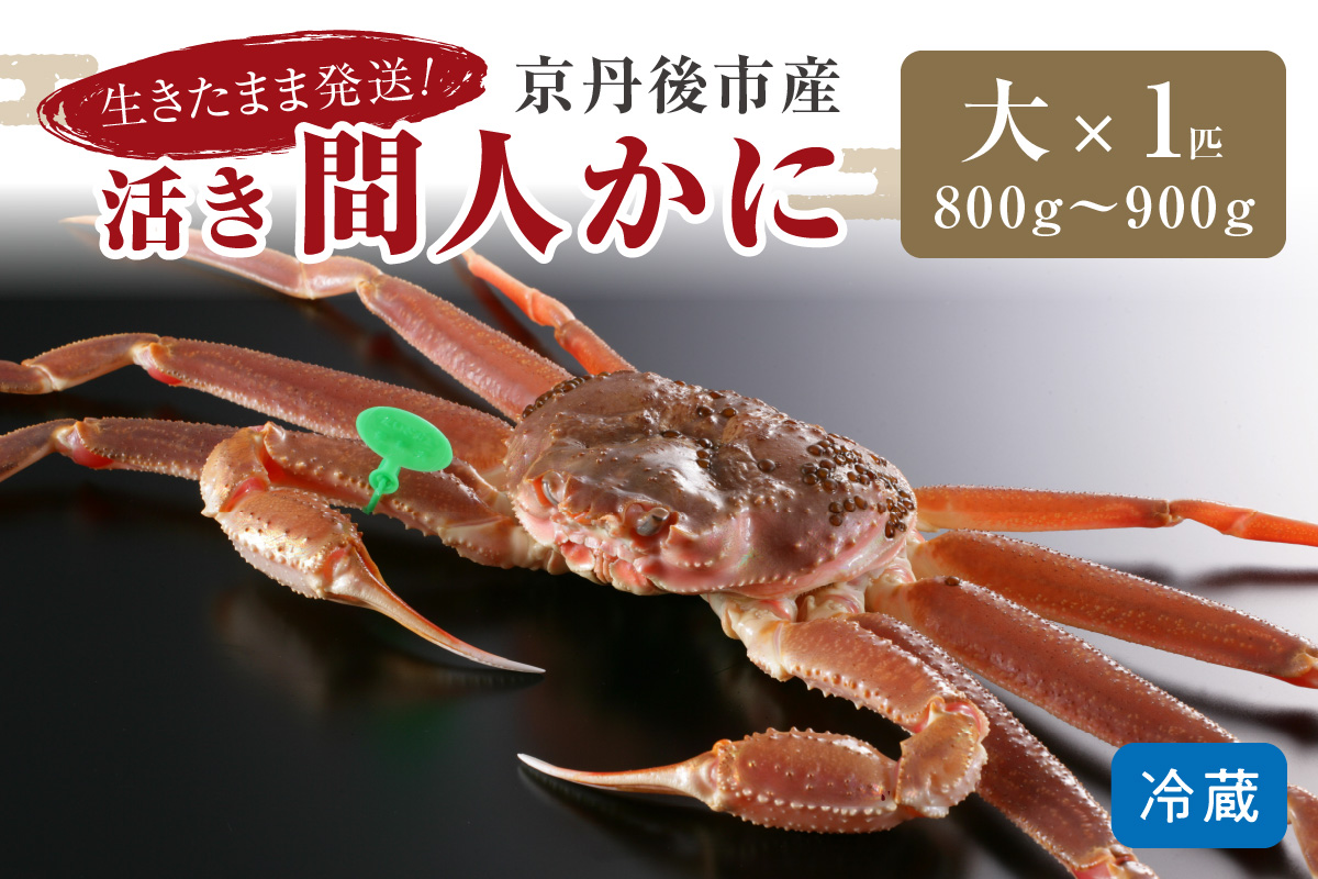 【1〜3月発送】最高鮮度の生きたまま発送！京丹後市産活間人かに　800g〜900g大サイズ/北畿水産