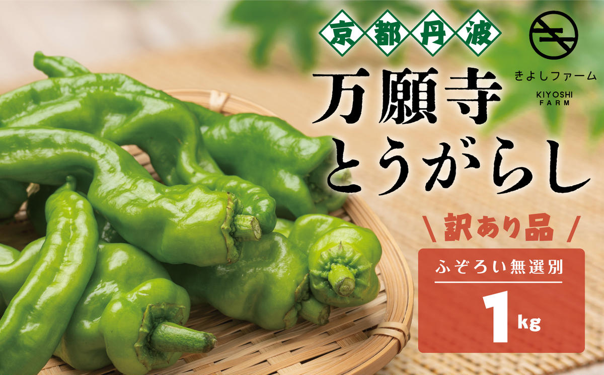 【訳あり】京野菜　万願寺とうがらし　1キロ