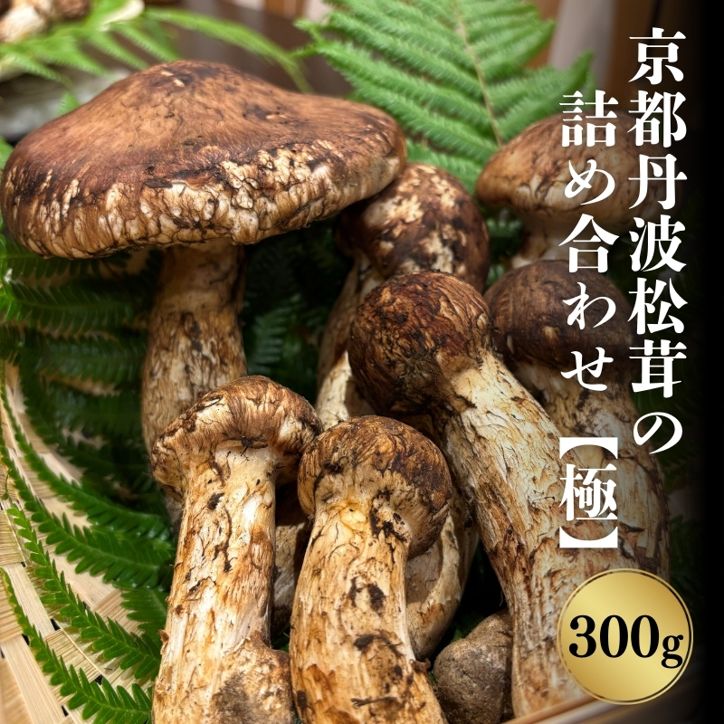 京都丹波松茸の詰め合わせ 300g【極上】まつたけ 数量限定 期間限定 きのこ 秋 天然 国産 国内産 京都府 南丹市  ※2024年10月中旬以降順次発送｜ふるラボ