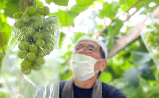 貝塚市産】特選シャインマスカット 800g以上 2024年8月より発送｜ふるラボ