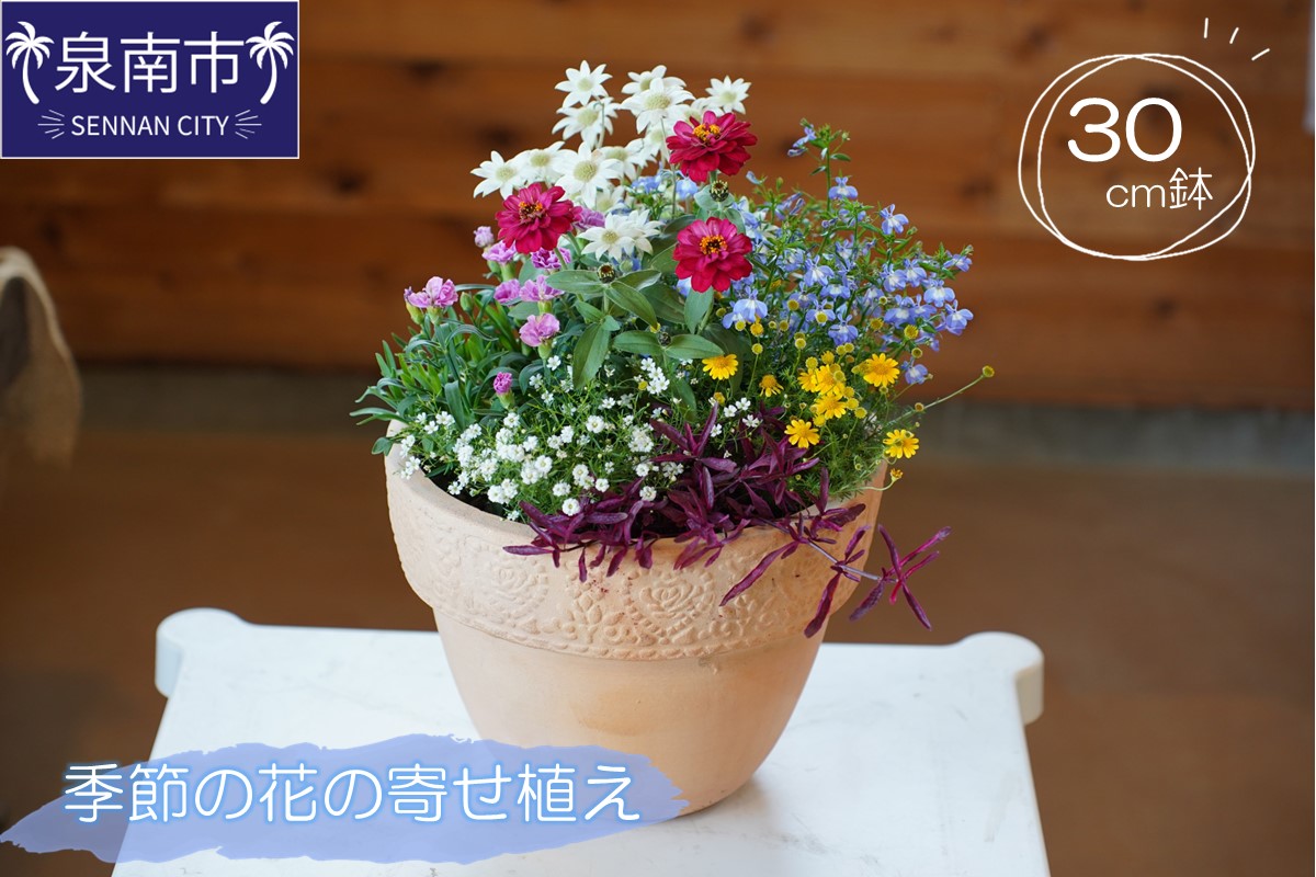 季節の花の寄せ植え 30cm[005D-007]