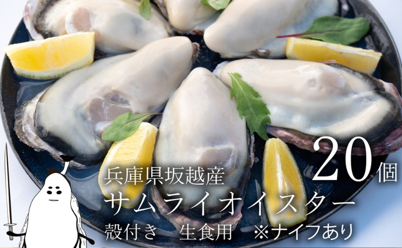 牡蠣 生食 坂越かき 殻付き 20個 牡蠣ナイフ・軍手付き サムライオイスター 生牡蠣 冬牡蠣