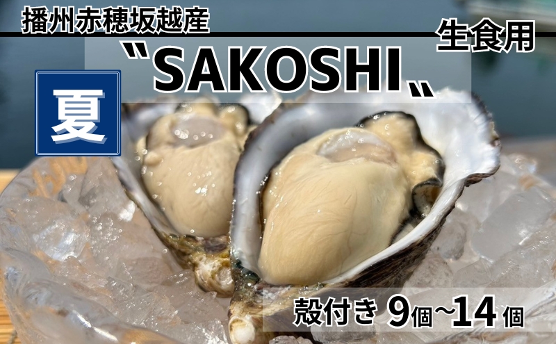 牡蠣 SAKOSHI 生食用 殻付き 9個〜14個 牡蠣ナイフ付き [ 坂越かき プレミアム 生牡蠣 夏牡蠣 かき カキ 三倍体 ]