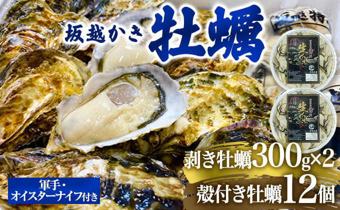  牡蠣 坂越かき 剥き牡蠣 300g×2、殻付き牡蠣 12個 軍手・オイスターナイフ付き[ 生牡蠣 かき カキ 生食 冬牡蠣 ]