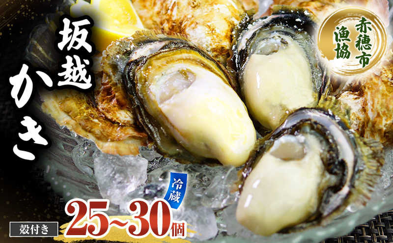  牡蠣 坂越かき 殻付き (25個～30個) 牡蠣ナイフ付き 冬牡蠣 かき カキ 魚貝類／生牡蠣／かき シーフード 